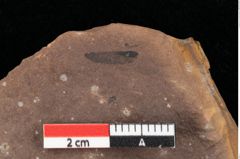 Foto (Detailansicht) von Pinus praepumilio Ettingshausen (NHMW-GEO-2024-0188-0269)